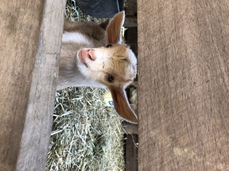 Bundaberg: Splitters Farm Guided Tour - Frequently Asked Questions