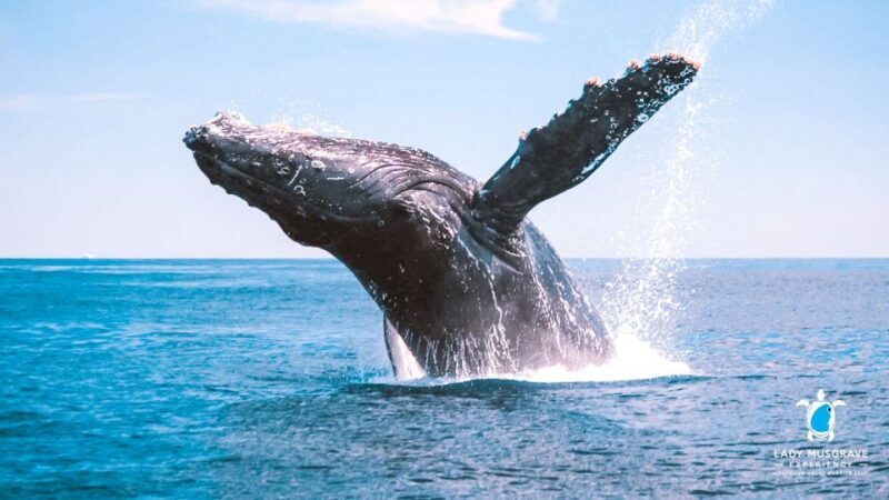 Bundaberg: Whale Watching Sightseeing Cruise with Lunch - In-Depth Review of the Experience