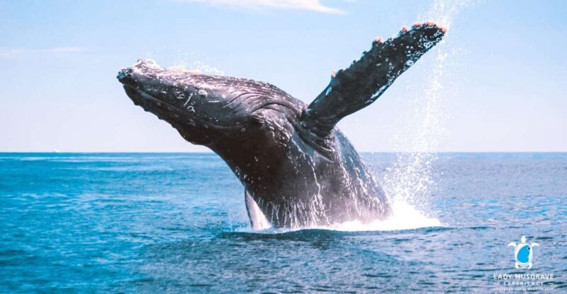 Bundaberg: Whale Watching Sightseeing Cruise with Lunch - FAQ