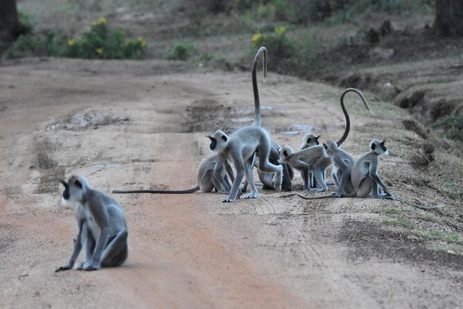Bundala Birding Paradise - All Inclusive Tour - An In-Depth Look at the Bundala Birding Paradise Tour