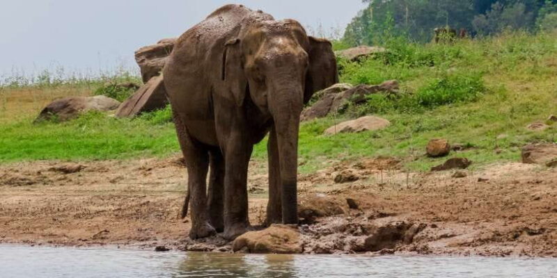 Bundala National Park: 3-Hour Morning or Evening Safari - Key Points