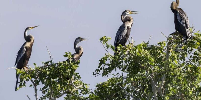 Bundala National Park: 3-Hour Morning or Evening Safari - An In-Depth Look at the Safari Experience