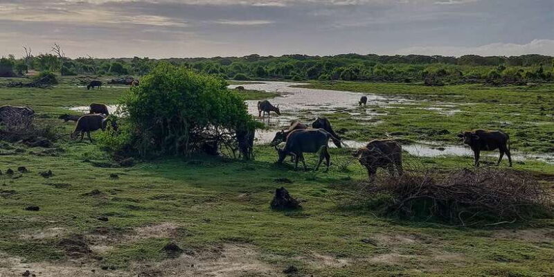 Bundala National Park: 3-Hour Morning or Evening Safari - FAQs