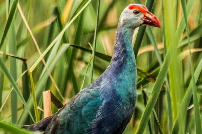 Bundala National Park by Ajith Safari - Authentic Encounters and Authenticity