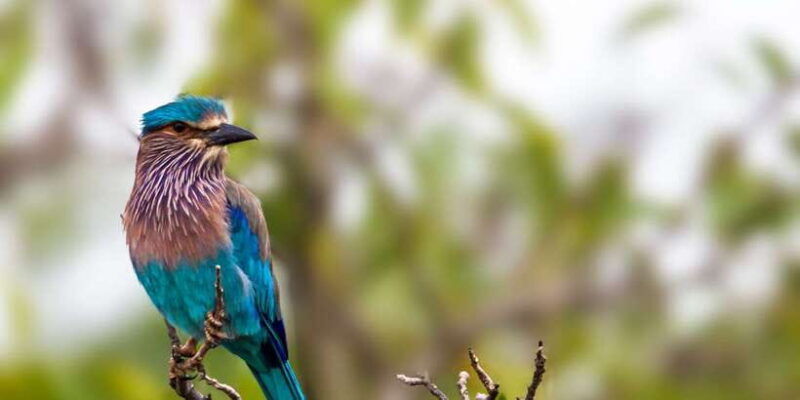 Bundala National Park Safari - Birding Paradise Tour - Final Thoughts