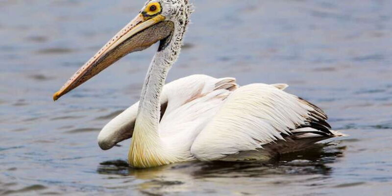 Bundala National Park Safari - Birding Paradise Tour - FAQ