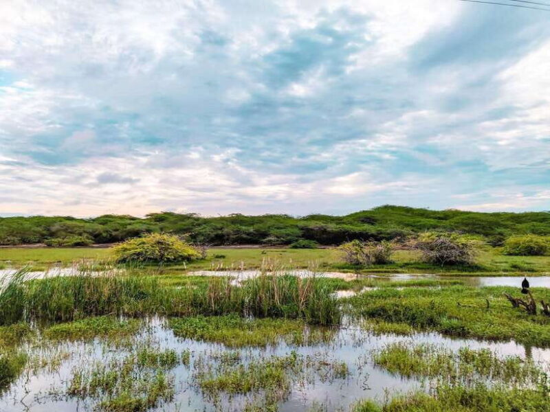 Bundala National Park Safari from Weligama - Who Should Consider This Tour?