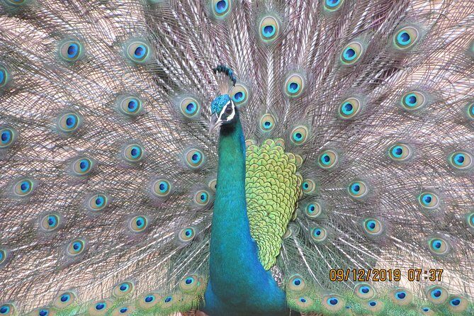 Bundala National Park Safari (PRIVATE TOURS)- Morning & Afternoon - A Closer Look at the Bundala Safari Experience