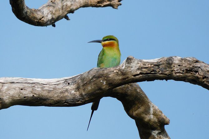 Bundala National Park Safari (PRIVATE TOURS)- Morning & Afternoon - Who Should Consider This Tour?