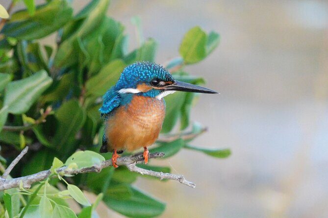 Bundala National Park Safari (PRIVATE TOURS)- Morning & Afternoon - The Sum Up: Why Choose This Safari?