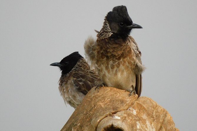 Bundala National Park Safari (PRIVATE TOURS)- Morning & Afternoon - FAQ