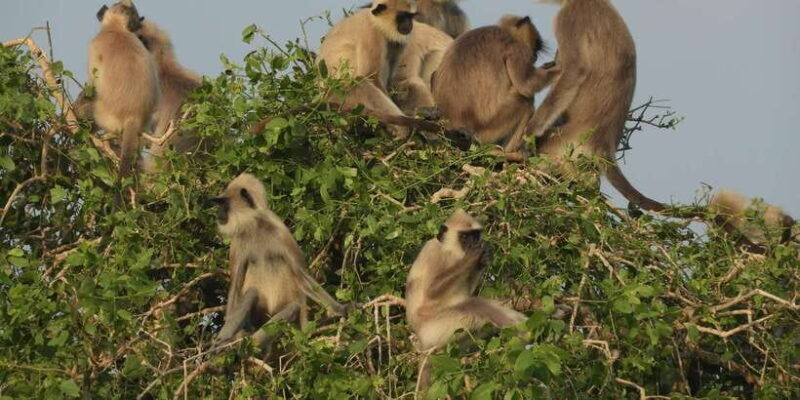 Bundala National Park Safari (PRIVATE TOURS) - Why You’ll Love This Safari