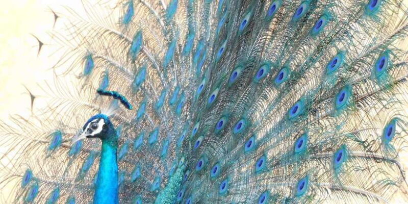 Bundala National Park Safari (PRIVATE TOURS) - A Closer Look at the Wildlife