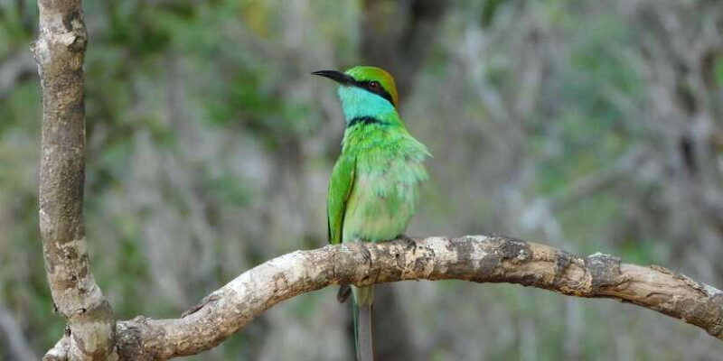 Bundala National Park Safari (PRIVATE TOURS) - The Practical Side: Cost, Booking, and Tips