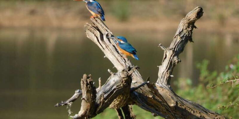 Bundala National Park Safari (PRIVATE TOURS) - Who Would Love This Tour?