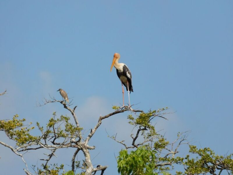 Bundala National Park Safari (PRIVATE TOURS) - Final Thoughts