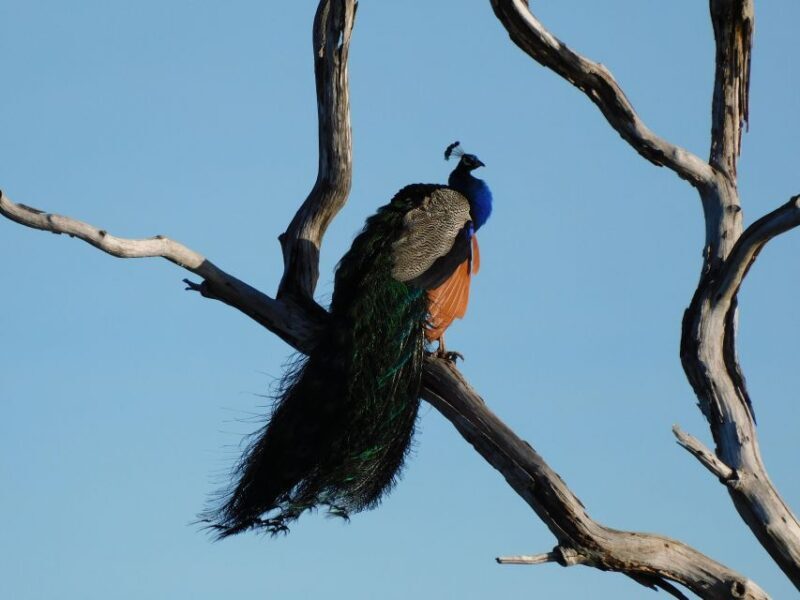 Bundala National Park Safari (PRIVATE TOURS) - FAQ about the Bundala National Park Safari