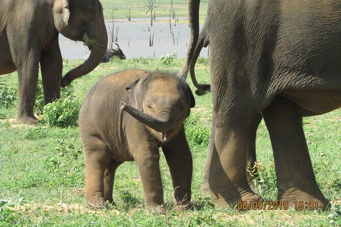 Bundala National Park : Safari Tour with Entrance tickets & Jeep - Exploring Bundala National Park: An Authentic Safari Experience for Nature Lovers