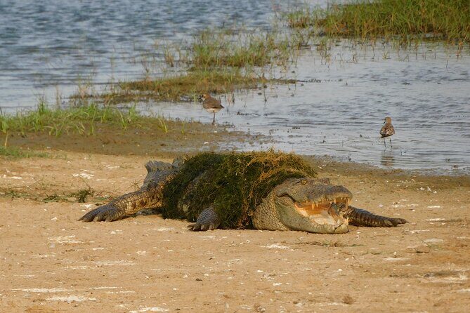 Bundala National Park : Safari Tour with Entrance tickets & Jeep - A Deep Dive into the Bundala National Park Safari