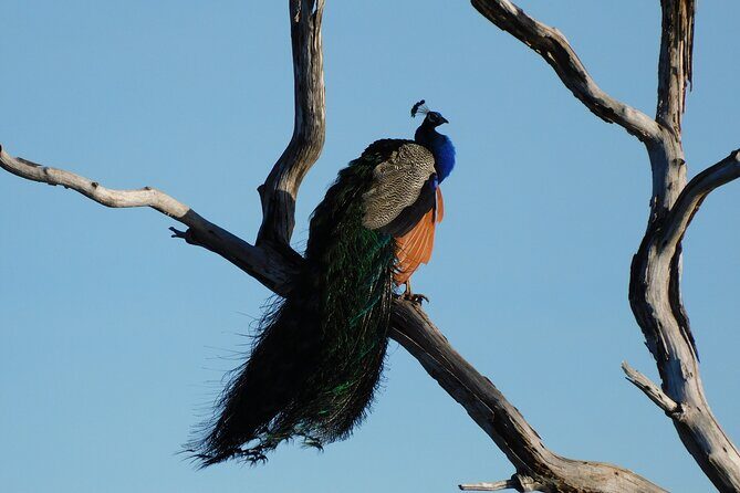 Bundala National Park : Safari Tour with Entrance tickets & Jeep - Final Thoughts: Is It Worth It?