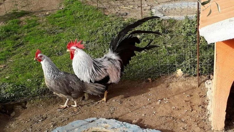 Burgos: visit to a farm with tasting - Discover Sardinia’s Heart in Burgos: A Farm Tour with Tasting
