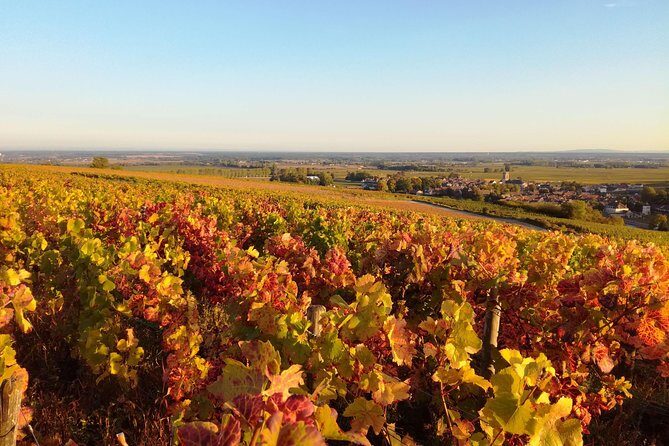 Burgundy Grand Crus Route Day Tour - 14 Wines Tastings in Domains - FAQ