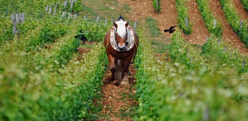 Burgundy Vineyards: Luxury Private Tours - The Experience for You