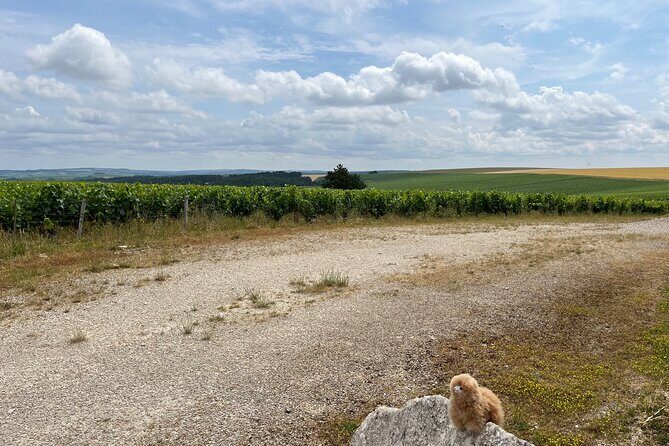 Burgundy Wine & Cheese Tasting Private Day Trip 15 glasses - Frequently Asked Questions