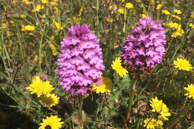 Burren Private Guided E-Bike Tour, with visit to Poulnabrone Tomb - Exploring the Burren on Electric Bikes: A Practical Guide