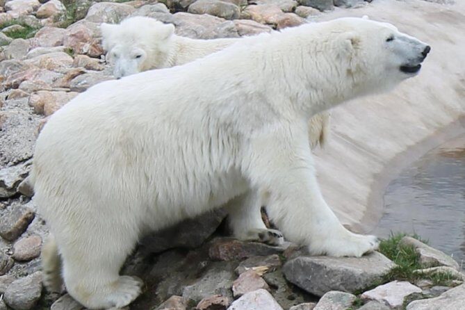 Bus to Ranua Zoo from Rovaniemi - An In-Depth Look at the Ranua Zoo Experience