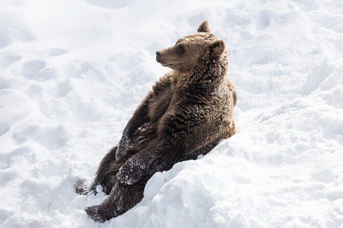 Bus to Ranua Zoo from Rovaniemi - Final Thoughts: Is It Worth It?