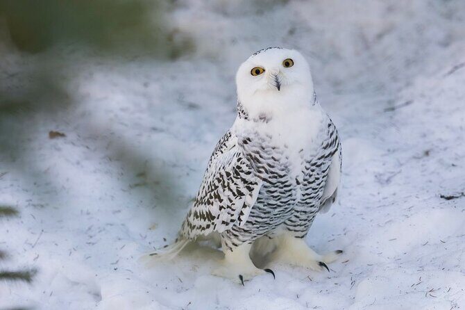 Bus to Ranua Zoo from Rovaniemi - FAQ