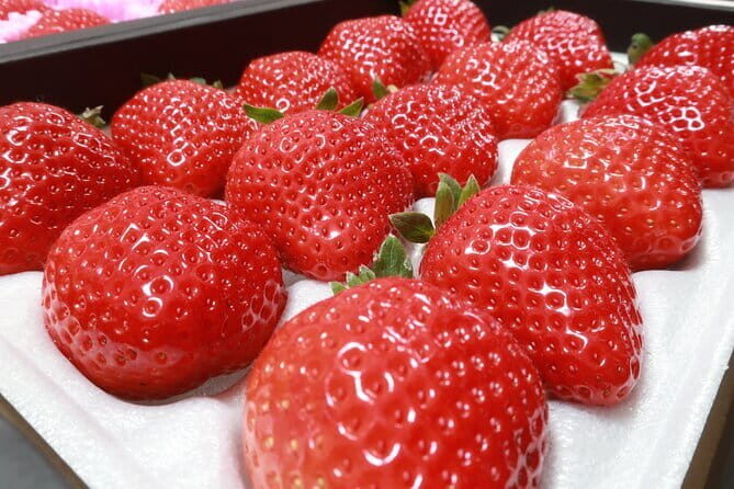 Bus Tour to Dazaifu Yanagawa and Fruits Pick in Fukuoka - A Deep Dive into the Day’s Highlights