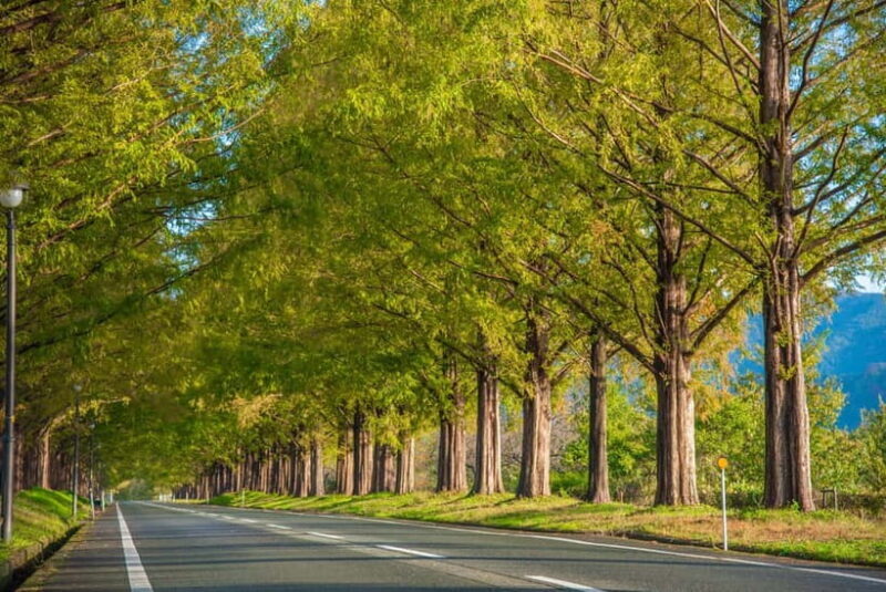 Busan: Damyang Juknokwon Bamboo Forest & Metasequoia Road - Exploring Damyang: An Authentic Nature Experience