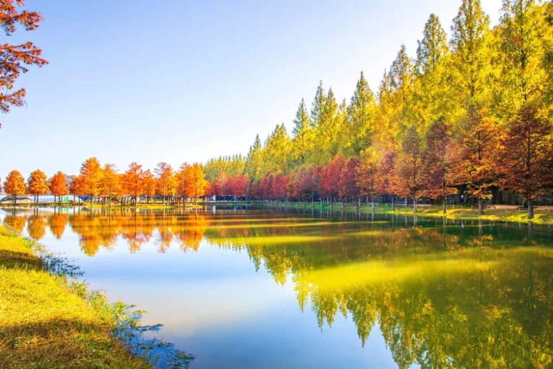 Busan: Damyang Juknokwon Bamboo Forest & Metasequoia Road - Practical Details and What You Should Know