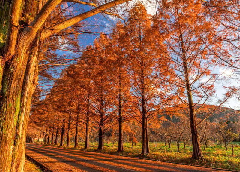 Busan: Damyang Juknokwon Bamboo Forest & Metasequoia Road - Final Thoughts