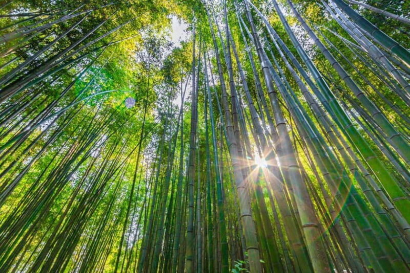 Busan: Damyang Juknokwon Bamboo Forest & Metasequoia Road - FAQ