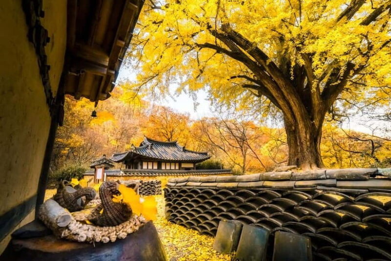 Busan: Gyeongju Autumn Foliage Day Tour with Historic Sites - Key Points
