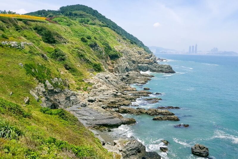 Busan: Haedong Yonggungsa Temple, Camellias Island & More - Experience the Heart of Busan: Temples, Beaches, and City Life in One Day