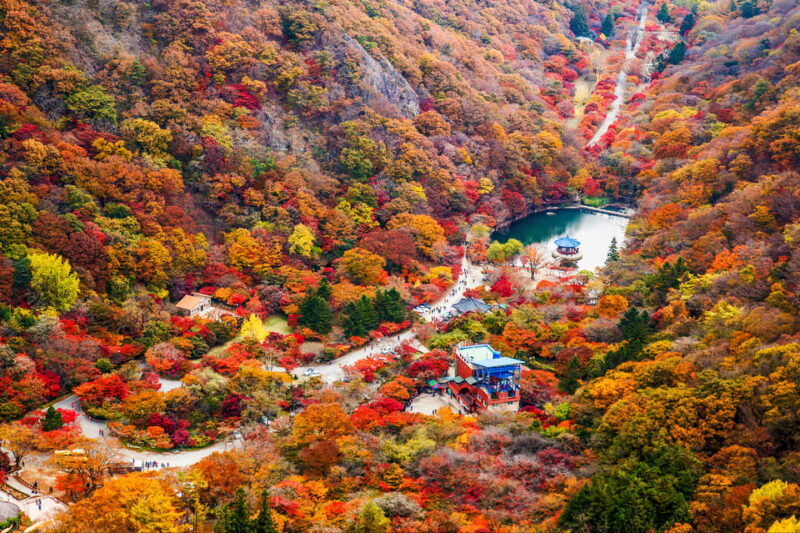 Busan: Naejangsan National Park Autumn Foliage One Day Tour - Key Points