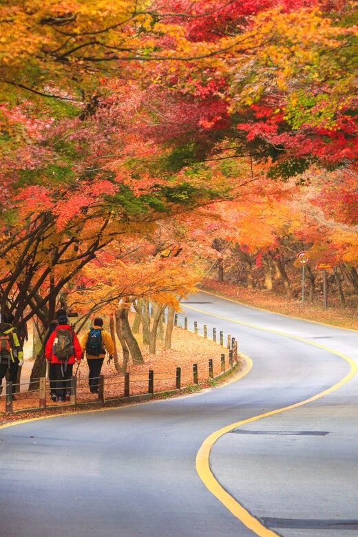 Busan: Naejangsan National Park Autumn Foliage One Day Tour - Who Will Love This Tour?