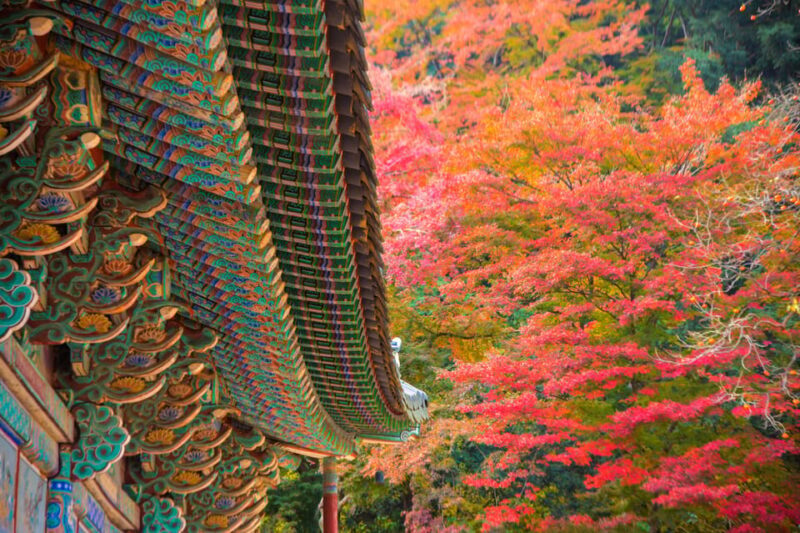 Busan: Naejangsan National Park Autumn Foliage One Day Tour - Final Thoughts