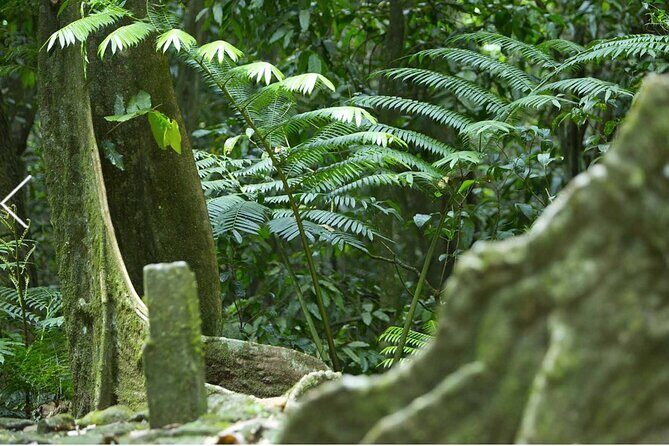 Bush Hiking to explore Wild Plants & Fresh Fruits,Montego Bay - FAQs