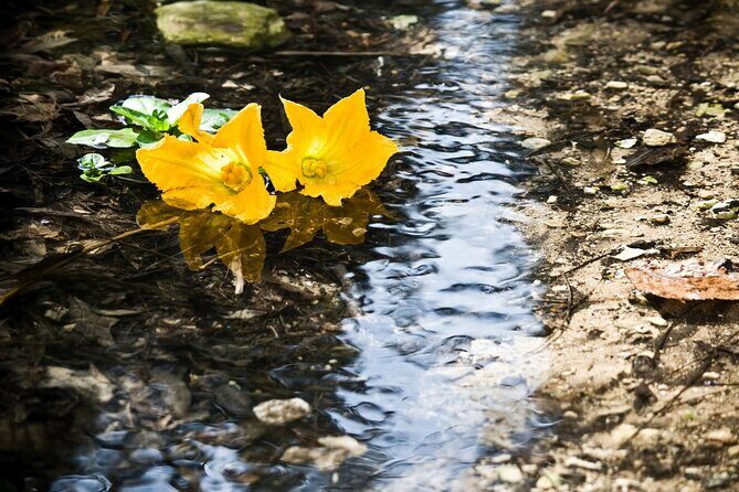 Buskett Woodlands and Dingli Cliffs Nature Walking Private Tour - Who Should Consider This Tour?