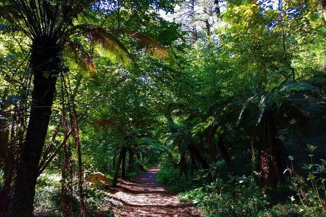 Bussaco Forest Walking Experience, half day from Coimbra - Discovering the Forest of Bussaco: A Detailed Review