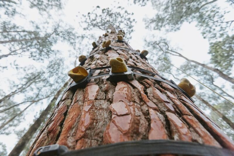 Busselton: Forest Adventure with Zip Lining and Rope Course - The Value of This Experience