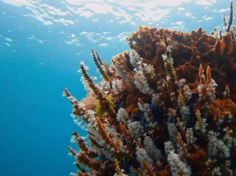 Busselton: Jetty Snorkeling Tour with Underwater Sculptures - Key Points
