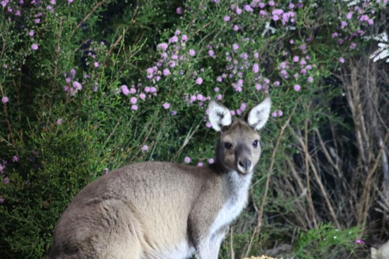 Busselton: Nocturnal Animal Tour - Busselton: Nocturnal Animal Tour — An Authentic Aussie Bush Experience