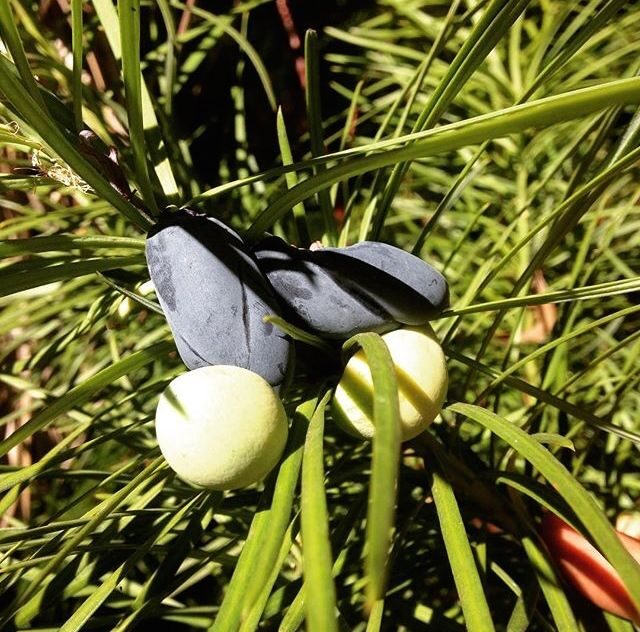 Busselton: Nocturnal Animal Tour - The Sum Up