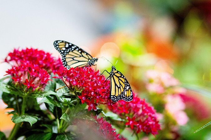 Butterfly Experience Nature Park Admission - Frequently Asked Questions